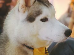 -Husky Go! 哈士奇体验馆·宠物咖啡厅狗咖