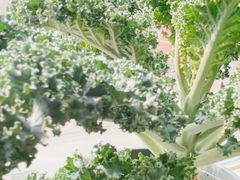 -麦当劳(启迪香山店)