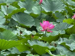 -阿尔丁植物园