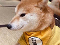 -逗柴咖啡屋·狗咖猫咖宠物桌游