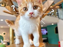-飞行喵MR PILOT|猫舍·猫咖(静安大融城店)