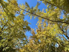 -三里屯东五街银杏大道