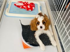 -1013 PET SHOP精品宠物商店(丁香店)