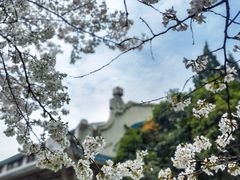 -武汉大学-樱园
