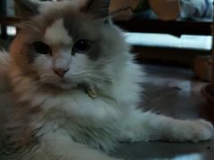 -故遥酒馆.赛事直播