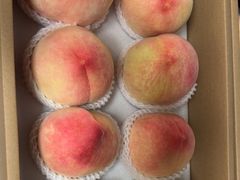 -南汇新场正宗水蜜桃采摘