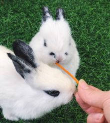 -萌宠亲子动物乐园(槐房万达店)