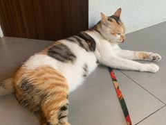 -Again Coffee Roaster(香蜜湖店)