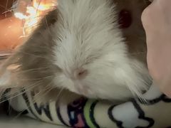 -美美宠物诊疗中心·异宠·骨科(滨江东信分院)