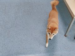 -顺强宠物诊所·狂犬免疫·夜诊·骨科(嘉定店)