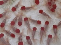 -华声天桥民俗文化园