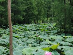 -海珠湖公园
