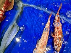 -三亚火车头万人海鲜广场