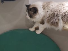 -飞行喵MR PILOT|猫舍·猫咖(静安大融城店)