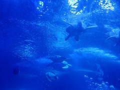 -太平洋海底世界