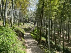 -上海佘山国家森林公园天马山园