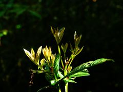 -海南热带雨林国家公园吊罗山景区