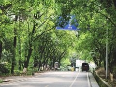 -铁山坪森林公园