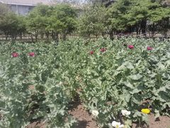 -国家植物园南园