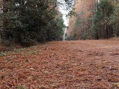 -上海海湾国家森林公园