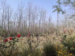 -合肥滨湖国家森林公园