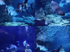 -郑州海洋馆