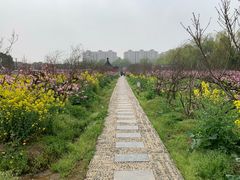 -南汇桃花村
