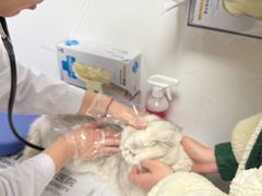 -中国农业大学动物医院