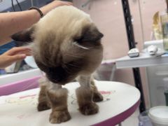-FAELING PETS美天灵宠物(富力广场店)