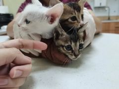 -瑞鹏宠物医院·骨科·猫科·内科(第一中心)