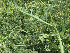 -汉长安城未央宫国家考古遗址公园