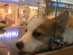 -乐宠宠物店(世纪金源店)