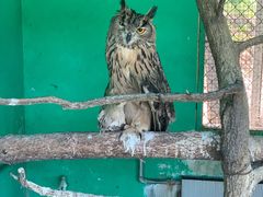 -西霞口神雕山野生动物世界