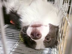 -瑞派宠物医院·犬猫全科·猫友好(宾水西道店)