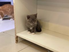 -平行世界·猫咖(首经贸店)