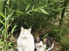 -小河无名面馆
