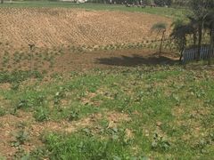 -北纬44度·金珠花海休闲农业旅游景区