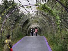 -大塘金香草谷