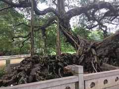 -小洲村