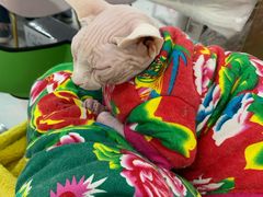 -糯米喵星人·撸猫猫舍咖啡馆(西市场嘉华店)