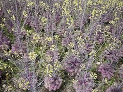 -杨高南路(地铁站)