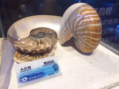 -贝壳梦幻世界