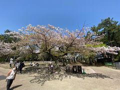 -名古屋城
