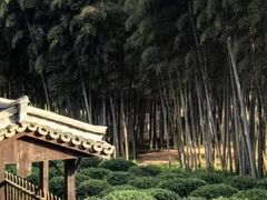 -大唐贡茶院