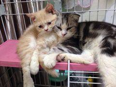 iphone_upload_pic-Bastet sally猫舍购宠(静安店)