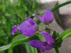 -国家植物园南园