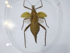 -上海昆虫博物馆