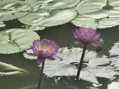 -云溪植物园