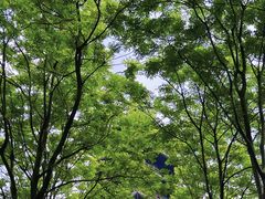 -宜兴龙背山森林公园