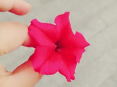 -武清南湖绿博园